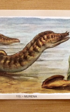 Figurina NATURAMA n°113 MURENA ed. LAMPO Scuola [AF21]