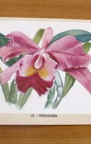 Figurina NATURAMA n°43 ORCHIDEA ed. LAMPO Scuola [AF21]