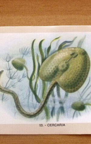 Figurina NATURAMA n°53 CERCARIA ed. LAMPO Scuola [AF21]