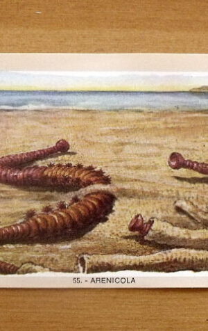 Figurina NATURAMA n°55 ARENICOLA ed. LAMPO Scuola [AF21]