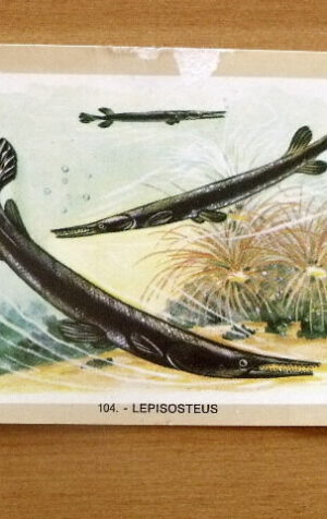 Figurina NATURAMA n?104 LEPISOSTEUS ed. LAMPO Scuola [AF21]