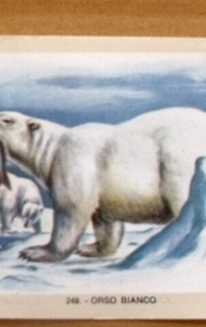 Figurina NATURAMA n°249 ORSO BIANCO ed. LAMPO Scuola [AF21]