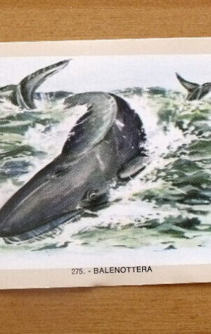 Figurina NATURAMA n°275 BALENOTTERA ed. LAMPO Scuola [AF21]