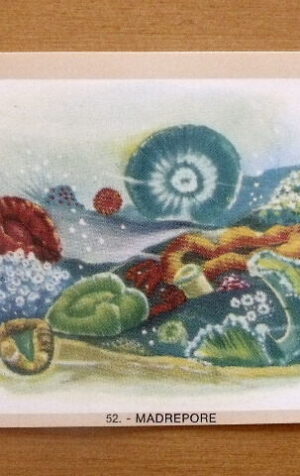 Figurina NATURAMA n°52 MADREPORE ed. LAMPO Scuola [AF21]