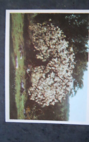 FIGURINA LA BIBBIA GEA 1966 #47 [AF3]