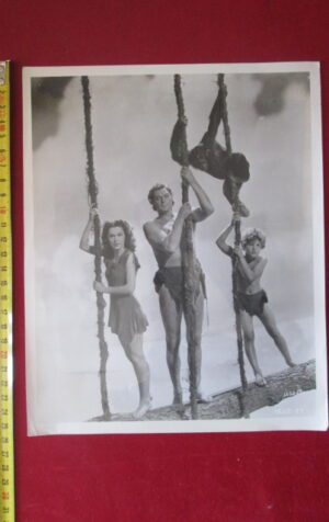 FOTO ORIGINALE TARZAN JOHNNNY WEISSMULLER MGM 1228-89 20X25 CM  [OGLZ]